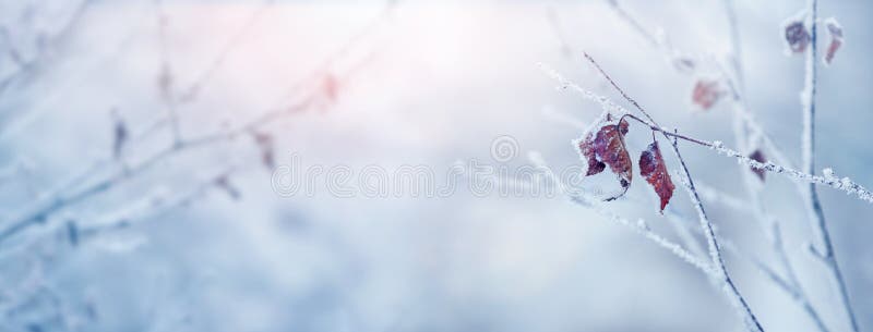 Winter Christmas background with frost-covered tree branches and dry leaves on a blurred background in sunny weather, panorama