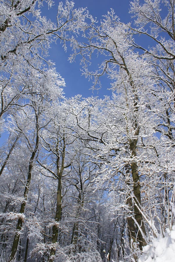 Winter clothes of trees