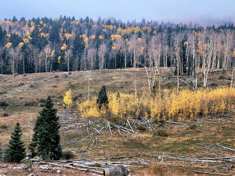 Canjilon Stock Photos Free & RoyaltyFree Stock Photos from Dreamstime