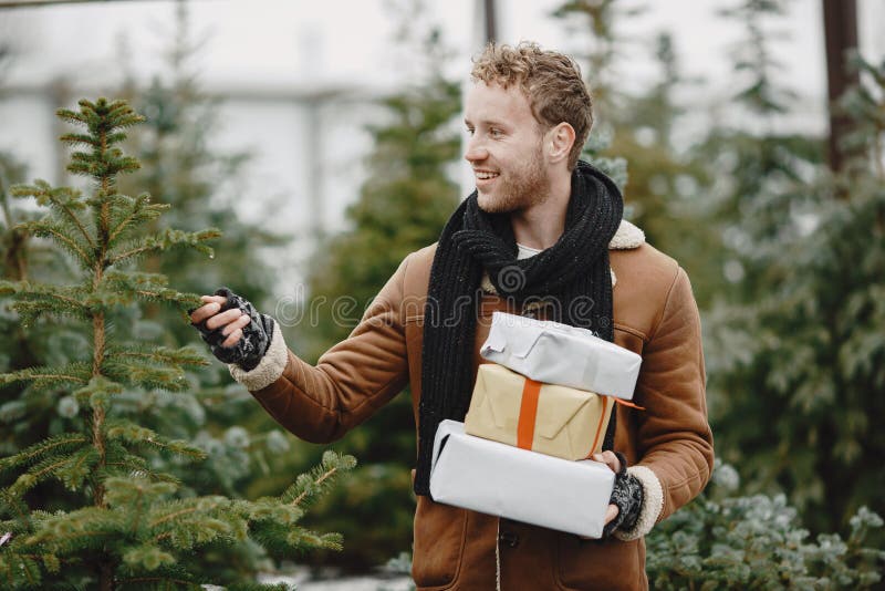 Handsome Man Choosing a Christmas Tree Stock Image Image of person