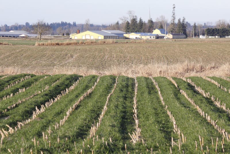 Winter Corn Acreage in Washington State Stock Photo Image of crop, farming 28696378