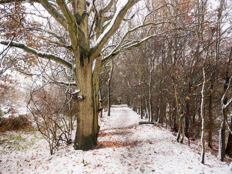 winter country forest path bare branches scene nature bark