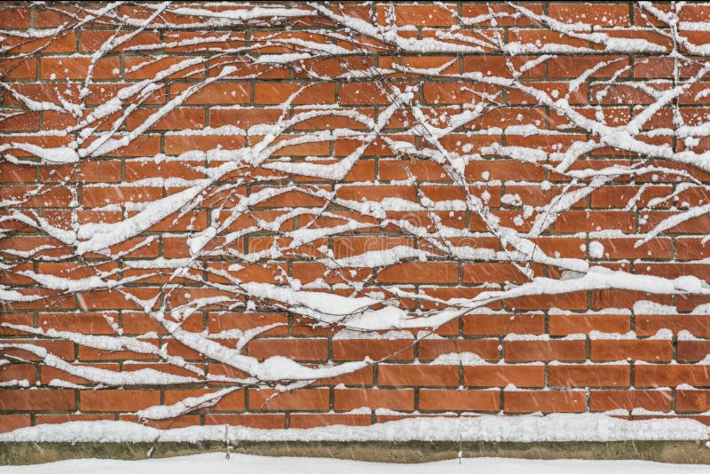 background with ivy brick wall covered by snow