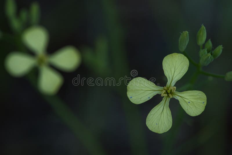 Winter Cress (Barbarea verna)