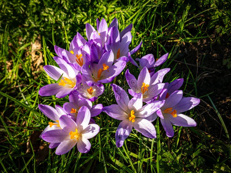 Winter Crocus Flowers in Bloom February 2020 Stock Photo Image of