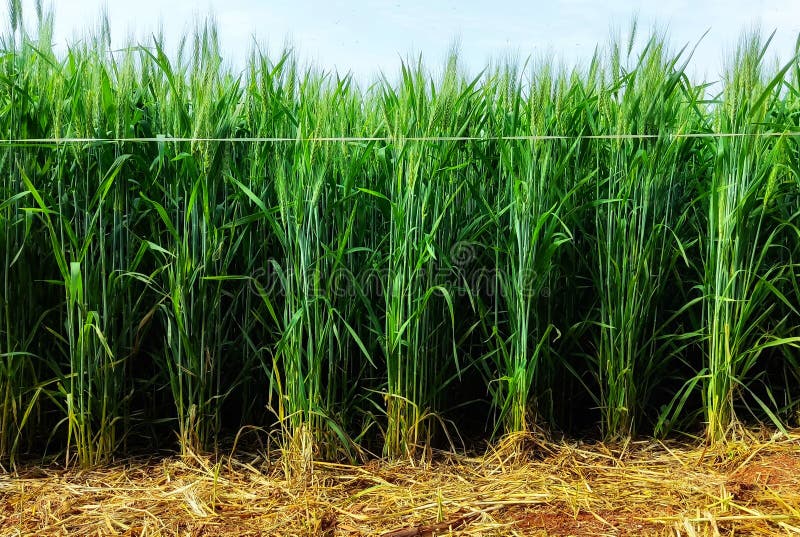 Winter crop field stock image. Image of green, fall, environment 9612639