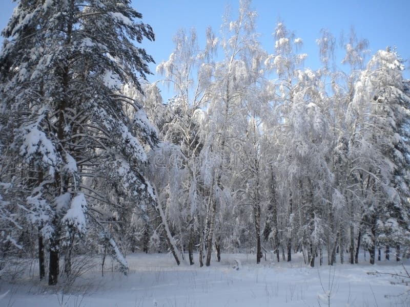 Winter day, snowy forest, frosty patterns on trees, blue clear sky, fluffy white snow, the coming Christmas, tree branches bending royalty free stock images Winter day, snowy forest, frosty patterns on trees, blue clear sky, fluffy white snow, the coming Christmas, tree branches bending royalty free stock images