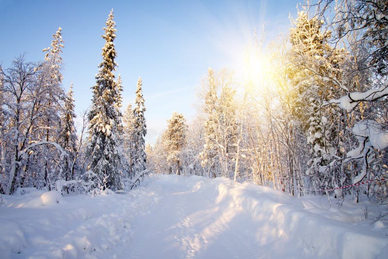 Winter in deep forest.