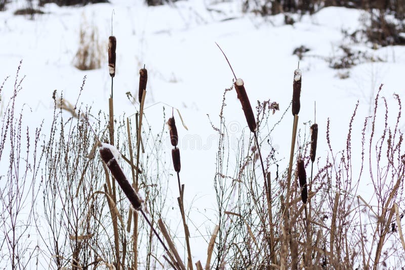 Winter Der See wurde mit Schnee bedeckt das Schilf wartete nicht auf die Kälte stockbild Winter Der See wurde mit Schnee bedeckt das Schilf wartete nicht auf die Kälte stockbild