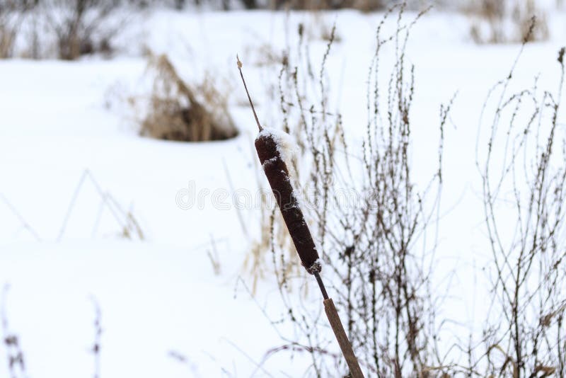 Winter Der See wurde mit Schnee bedeckt das Schilf wartete nicht auf die Kälte stockbild Winter Der See wurde mit Schnee bedeckt das Schilf wartete nicht auf die Kälte stockbild