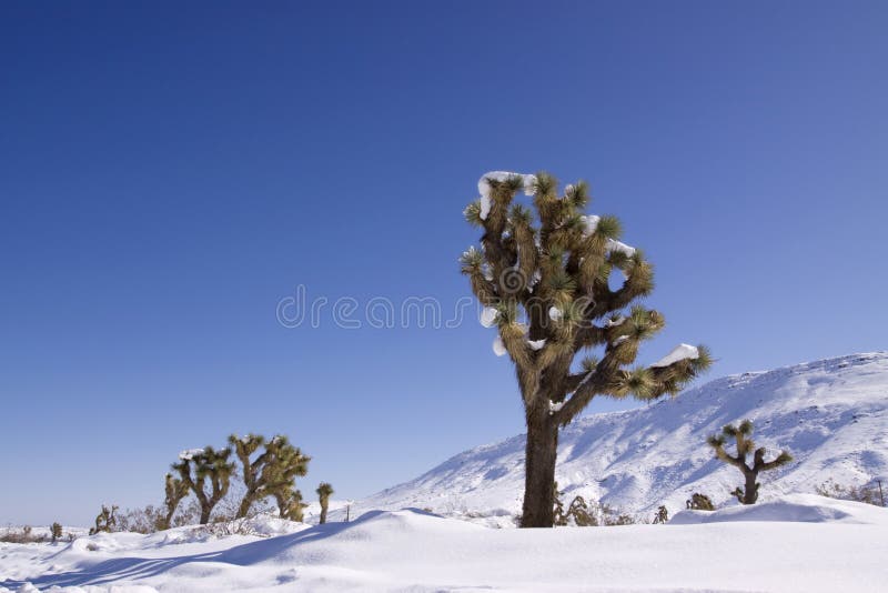 Winter in the desert