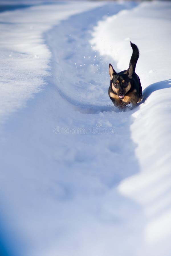 Winter dog run