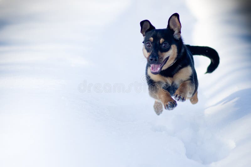 Winter dog run