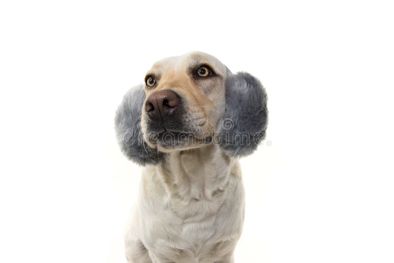 WINTER DOG SCARED OF FIREWORKS, THUNDERSTORMS, LOUD NOISES. WEARING FLUFFY EARMUFFS. ISOLTED SHOT AGAINST WHITE BACKGROUND