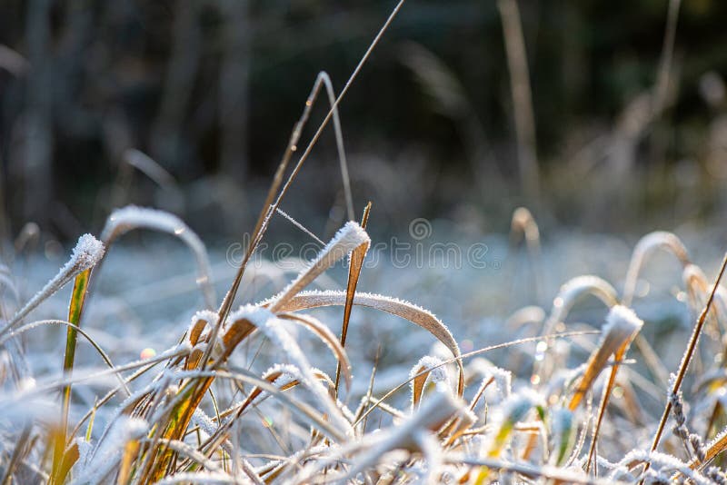 winter dry vegetation tree branches and leaves frosty covered with snow