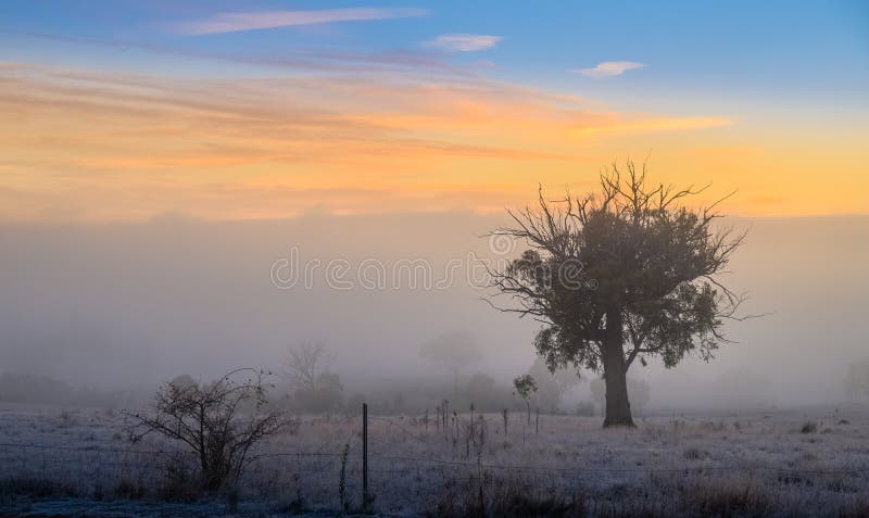 A winter morning landscape in Mulligans Flat Nature Reserve, Australian Capital Territory