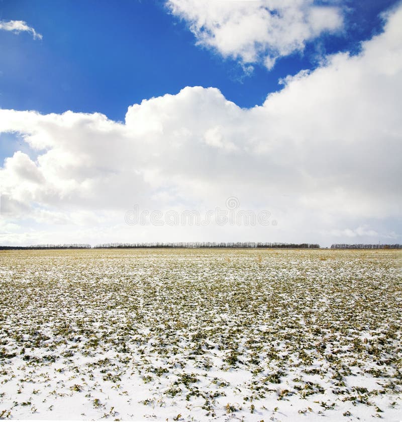 Winter field