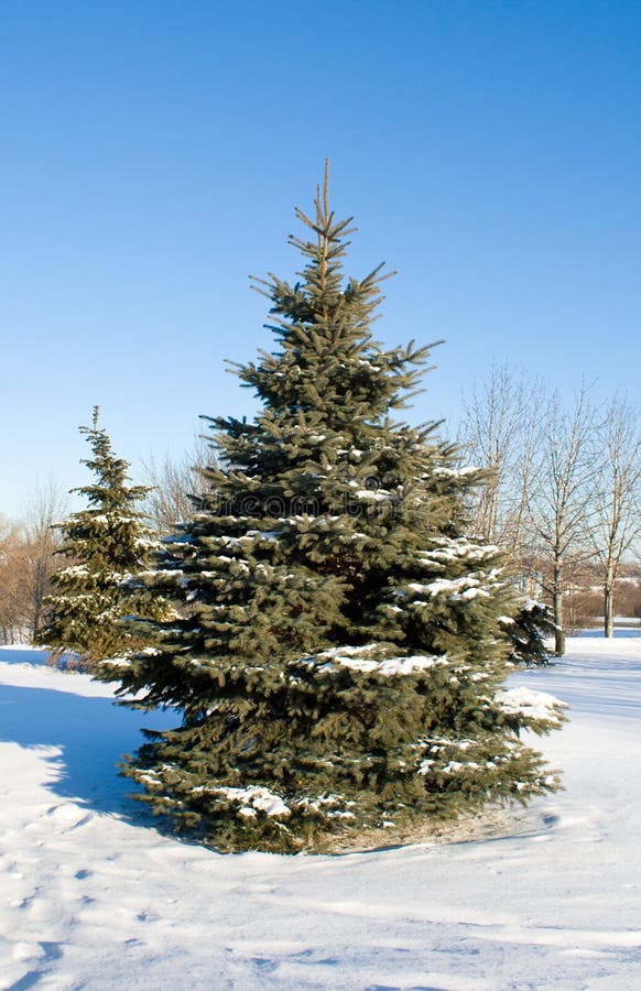 Winter fir tree