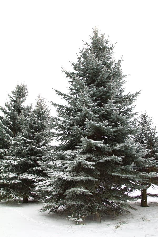 Winter fir trees