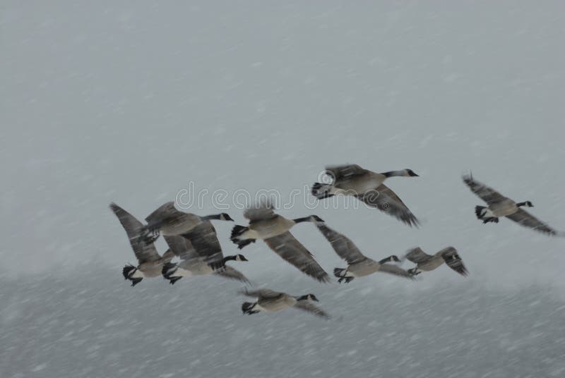 Winter Flock