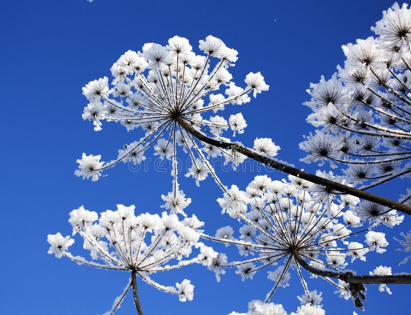 Winter flower stock photo. Image of blue, frost, scenics 15737708