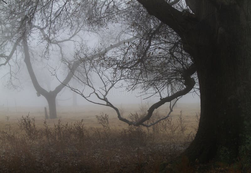 Twisted branches of old oak tree in the fog