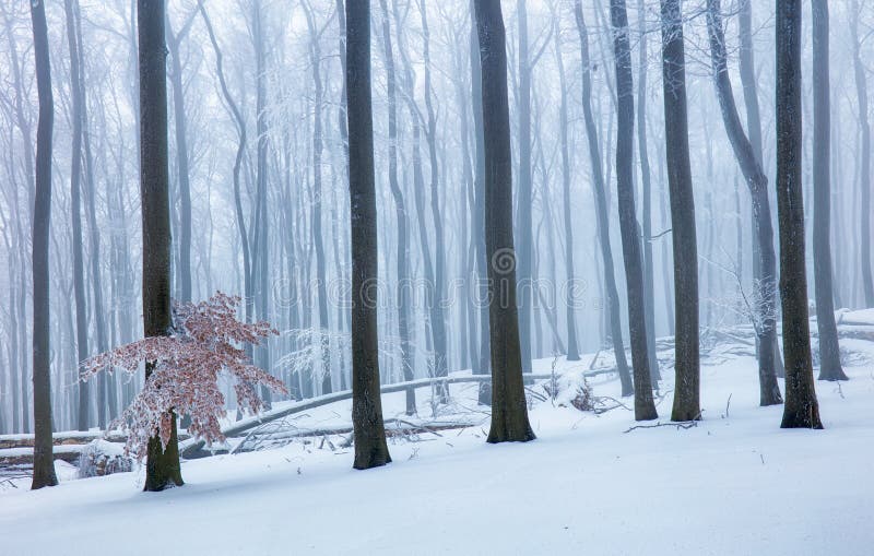 Winter in foggy frot forest with tree