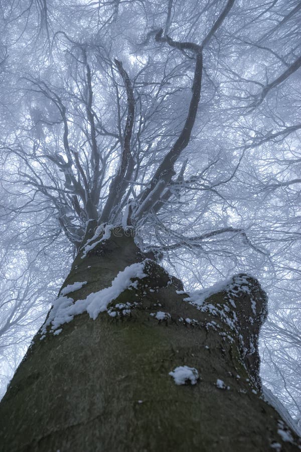 Winter foggy oak forest