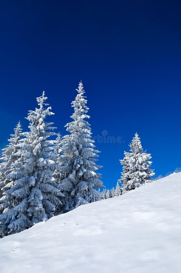 Winter Forest