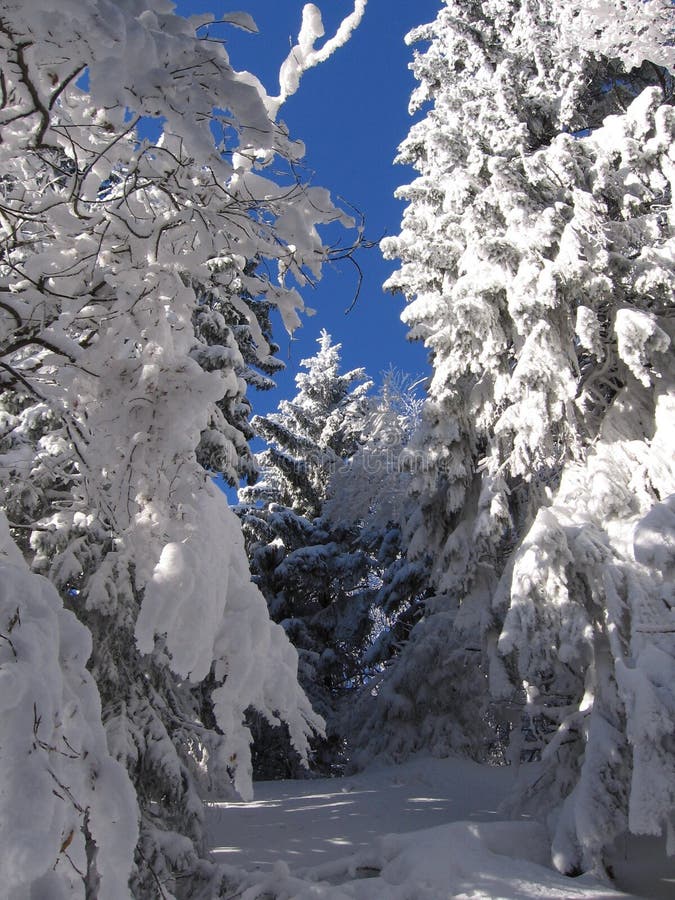 Winter in a forest, snow on branches