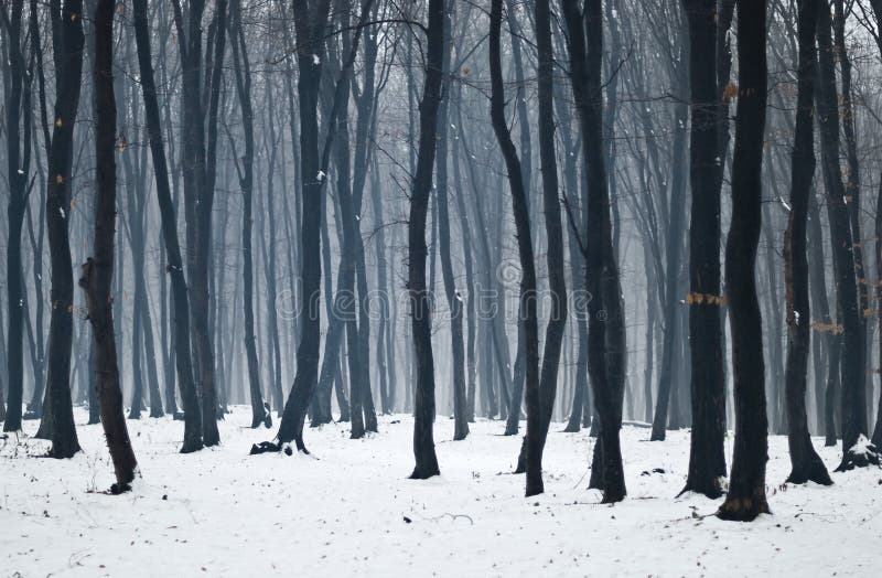 Winter forest