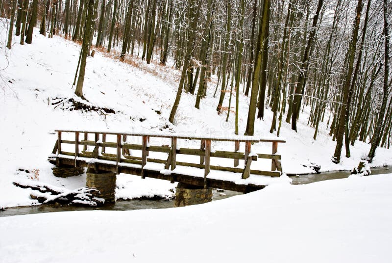 Winter in the forest