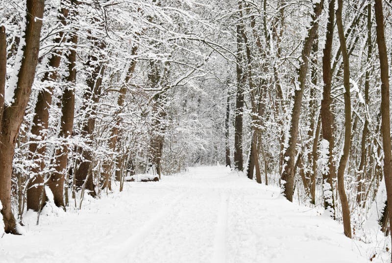 Winter in the forest