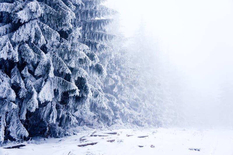 Bosco d'inverno con un sacco di alberi coperti di neve, nella nebbia.
