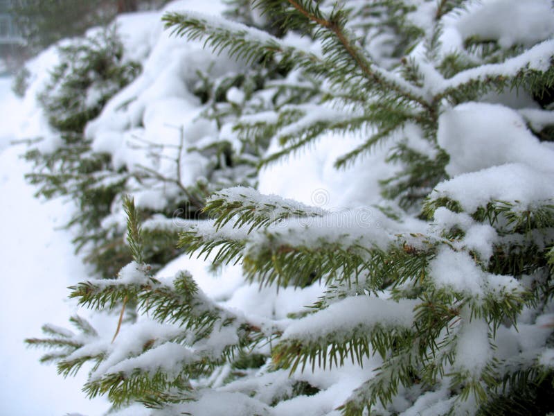 Winter forest