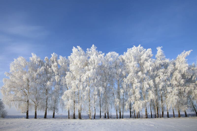 Winter Forest