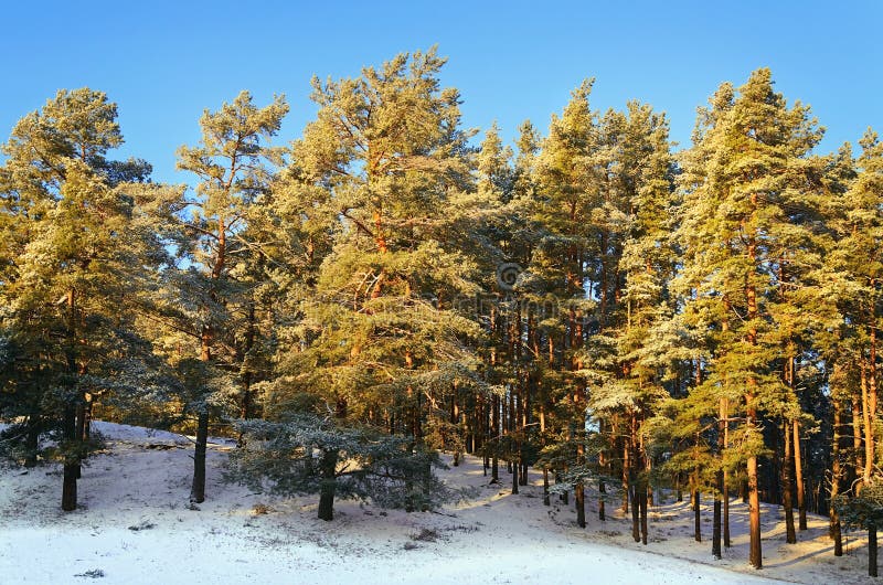 Winter Forest