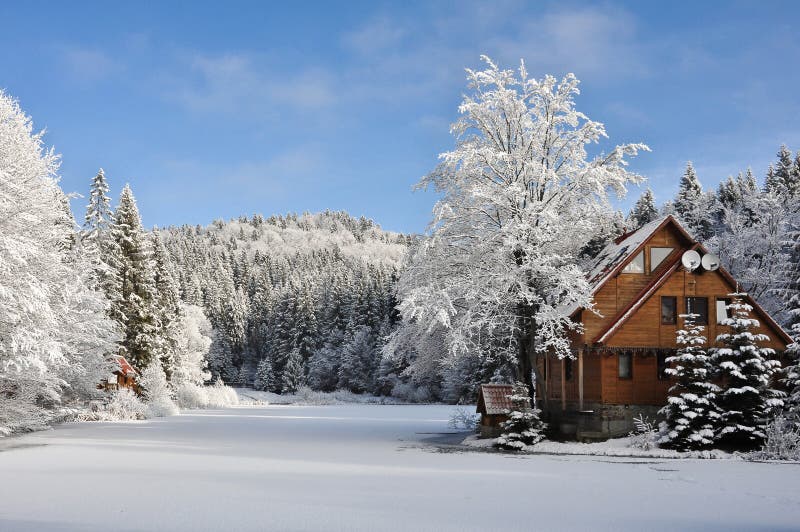 Winter Forest