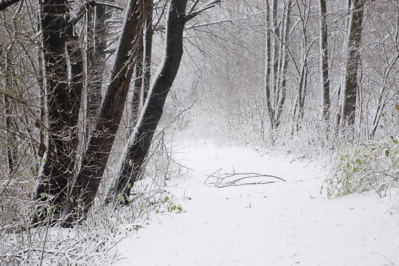 Winter forest