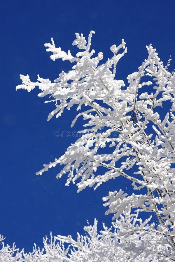 Winter forest against blue sky