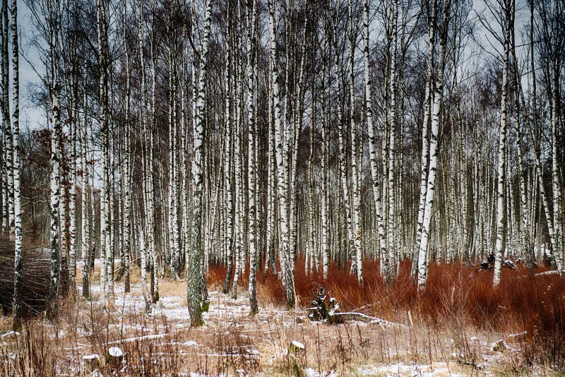 Winter forest royalty free stock photo Winter forest royalty free stock photo