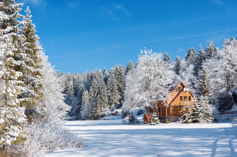 Winter forest in Carpathians