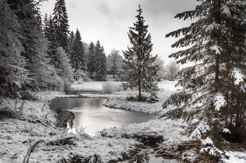 Winter forest in Carpathians