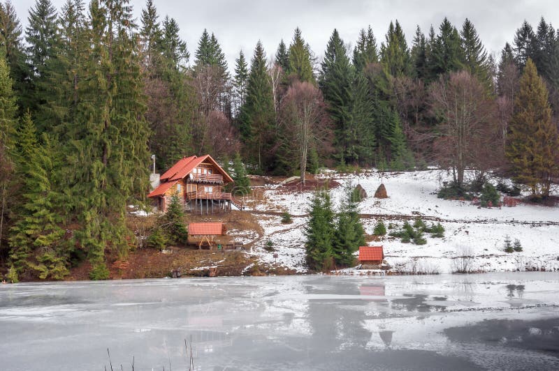 Winter forest in Carpathians