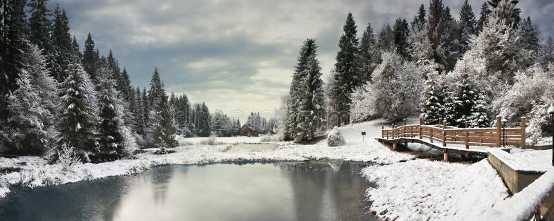 Winter forest in Carpathians