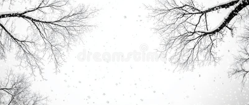 In the winter forest, crown shyness is evident as the bare branches keep their distance, forming a sharp and complex stock photography