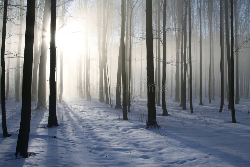 winter forest in foggy weather at dawn deciduous during sunrise trees illuminated by the rays of sun misty and cold morning fog