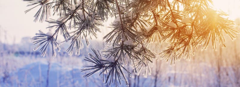 Winter forest with frost