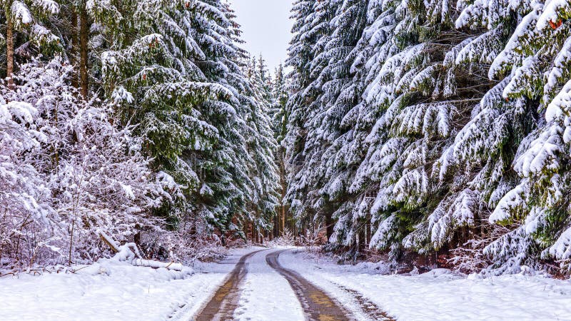 Winter Forest