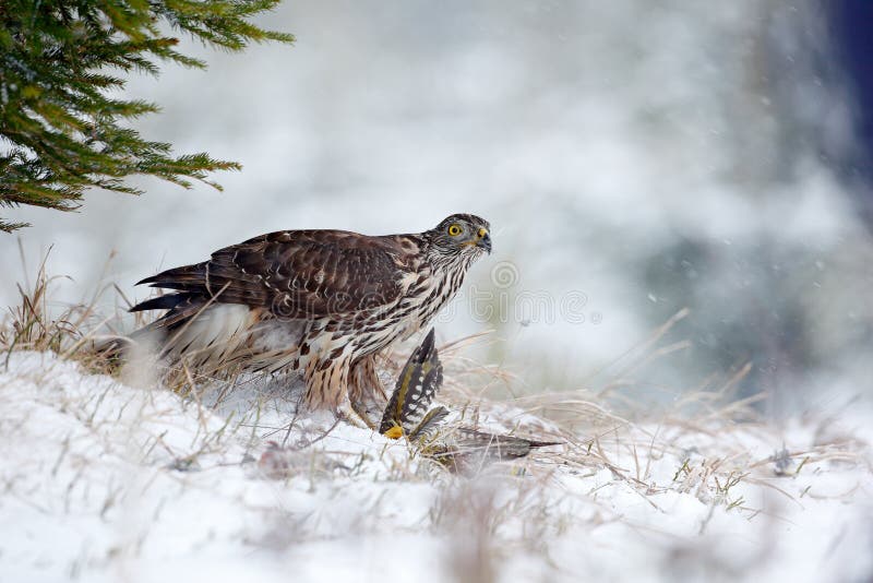 Winter forest with Goshawk. Wildlife scene from Germany nature. Bird of prey Goshawk kill bird and sitting on the snow meadow with